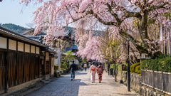 Historic Kyoto street lined with blooming weeping cherry trees, people walking in kimono